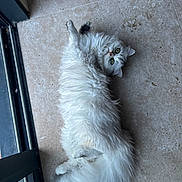 Aura a rejoint le concours — aidez-le/la à gagner de superbes lots ! cat, fluffy, white, green_eyes, lying_down, floor, tile, indoor, pet, animal, long_fur, curious, relaxed, window, glass_door, paw, tail, looking_up, cute, domestic_cat
