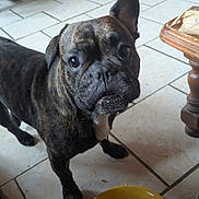 Ulysse a rejoint le concours — aidez-le/la à gagner de superbes lots ! animal, brindle, canine, chair, curious, dog, domestic, floor, food, furniture, home, indoor, kitchen, leftover_food, looking_up, messy_mouth, pet, plate, table, tile