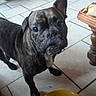 animal, brindle, canine, chair, curious, dog, domestic, floor, food, furniture, home, indoor, kitchen, leftover_food, looking_up, messy_mouth, pet, plate, table, tile