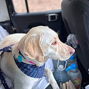 Marley is registered to the contest to win money with this photo: dog, light_fur, bandana, car_interior, window, seat, water_bottle, leash, collar, pet, side_view, domestic_animal, resting, looking_outside, road_trip, vehicle, seat_back, fur_texture, indoor, animal