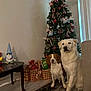 Sir Lancelot is registered to the contest to win money with this photo: dog, christmas_tree, holiday, decorations, presents, indoor, carpet, table, gnome, figurine, wall, floor, window, sofa, pet, brown_and_white_dog, white_dog, festive, holiday_decor, room