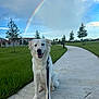 Sir Lancelot joined the competition — help win amazing prizes! dog, white_dog, leash, sidewalk, grass, trees, rainbow, sky, clouds, park, happy, sitting, outdoor, nature, canine, pet, walk, daytime, smiling, fence