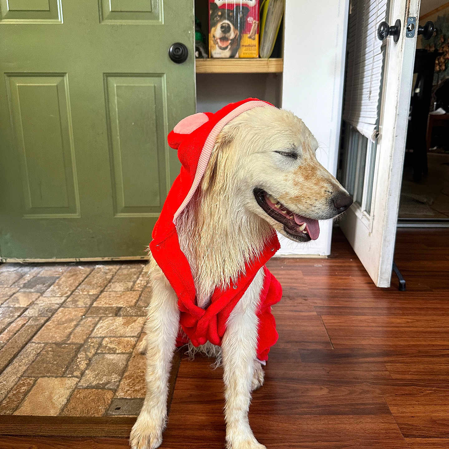 Sir Lancelot is registered to the contest to win money with this photo: animal, canine, closed_eyes, costume, dog, dog_food_box, domestic_animal, door, door_handle, flooring, fur, happy, indoor, milk_bone, pet, red_clothing, shelf, smiling, tongue_out, wooden_floor