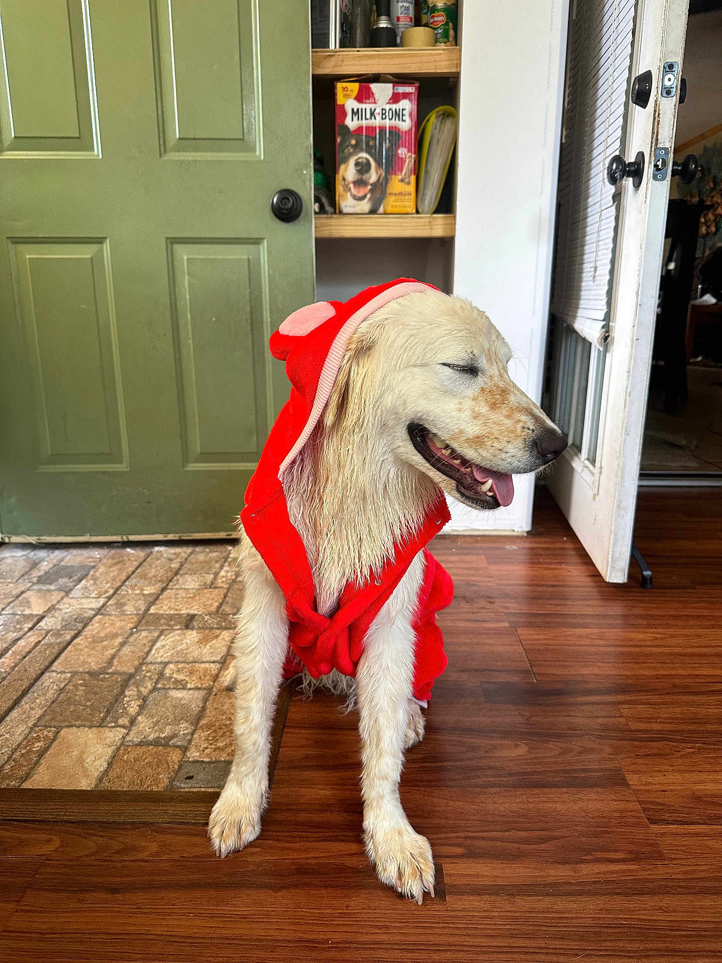 Sir Lancelot is registered to the contest to win money with this photo: dog, pet, costume, red_clothing, indoor, wooden_floor, door, shelf, dog_food_box, milk_bone, happy, tongue_out, closed_eyes, animal, canine, fur, smiling, domestic_animal, flooring, door_handle