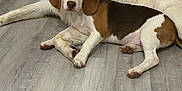Sir Lancelot joined the competition — help win amazing prizes! dog, puppy, indoor, floor, wooden_floor, white_door, brown_and_white, white_dog, laying_down, pets, animal, canine, two_dogs, relaxed, companions, fur, ears, friendly, cute, house