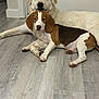 dog, puppy, indoor, floor, wooden_floor, white_door, brown_and_white, white_dog, laying_down, pets, animal, canine, two_dogs, relaxed, companions, fur, ears, friendly, cute, house