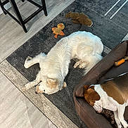 Sir Lancelot is registered to the contest to win money with this photo: dog, white_dog, brown_dog, dog_bed, toy, plush_toy, floor, rug, wooden_floor, indoor, pet, sleeping, resting, relaxing, furniture, foot, cozy, home, animal, companion