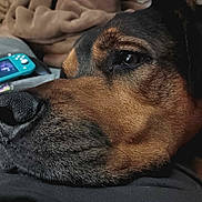 Tank joined the competition — help win amazing prizes! animal, black, blanket, brown, close_up, cozy, dog, eye, fur, gaming_device, home, indoor, nose, pet, portrait, relaxation, resting, snout, soft, texture