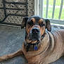 Tank joined the competition — help win amazing prizes! animal, black_fur, brown_fur, calm, canine, collar, concrete, dog, door, ears, face, floor, indoor, metal_table, nostrils, paws, pet, quiet, resting, tag