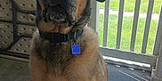 Tank is registered to the contest to win money with this photo: animal, canine, collar, daylight, dog, domestic, ears, fence, fur, grass, house, mammal, outdoor, paw, pet, porch, quiet, sitting, snout, tag