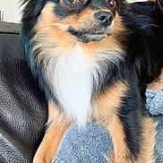 Eliot a rejoint le concours — aidez-le/la à gagner de superbes lots ! dog, small_dog, fluffy, black_fur, tan_fur, white_fur, alert, sitting, couch, blanket, indoor, home, pet, animal, closeup, fur, ears, face, comfort, cozy