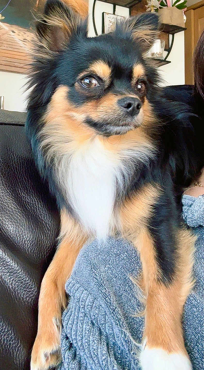 Eliot a rejoint le concours — aidez-le/la à gagner de superbes lots ! dog, small_dog, fluffy, black_fur, tan_fur, white_fur, alert, sitting, couch, blanket, indoor, home, pet, animal, closeup, fur, ears, face, comfort, cozy