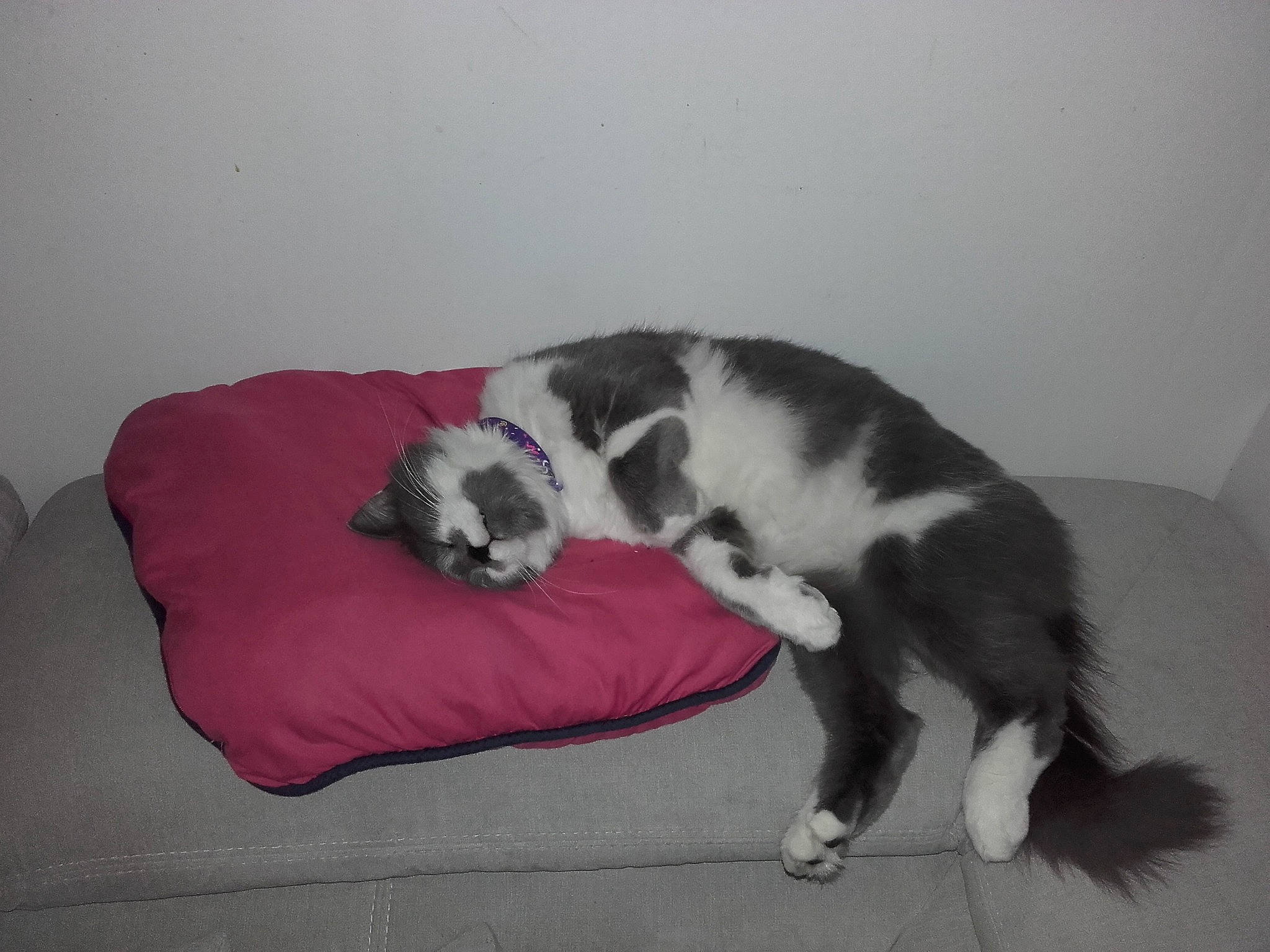 Maddy participe au concours pour gagner de l'argent avec cette photo : canidae, carnivore, cat, cat_bed, cat_supply, comfort, companion_dog, dog_breed, domestic_short_haired_cat, felidae, flooring, fur, nap, paw, small_to_medium_sized_cats, snout, sporting_group, tail, terrestrial_animal, whiskers