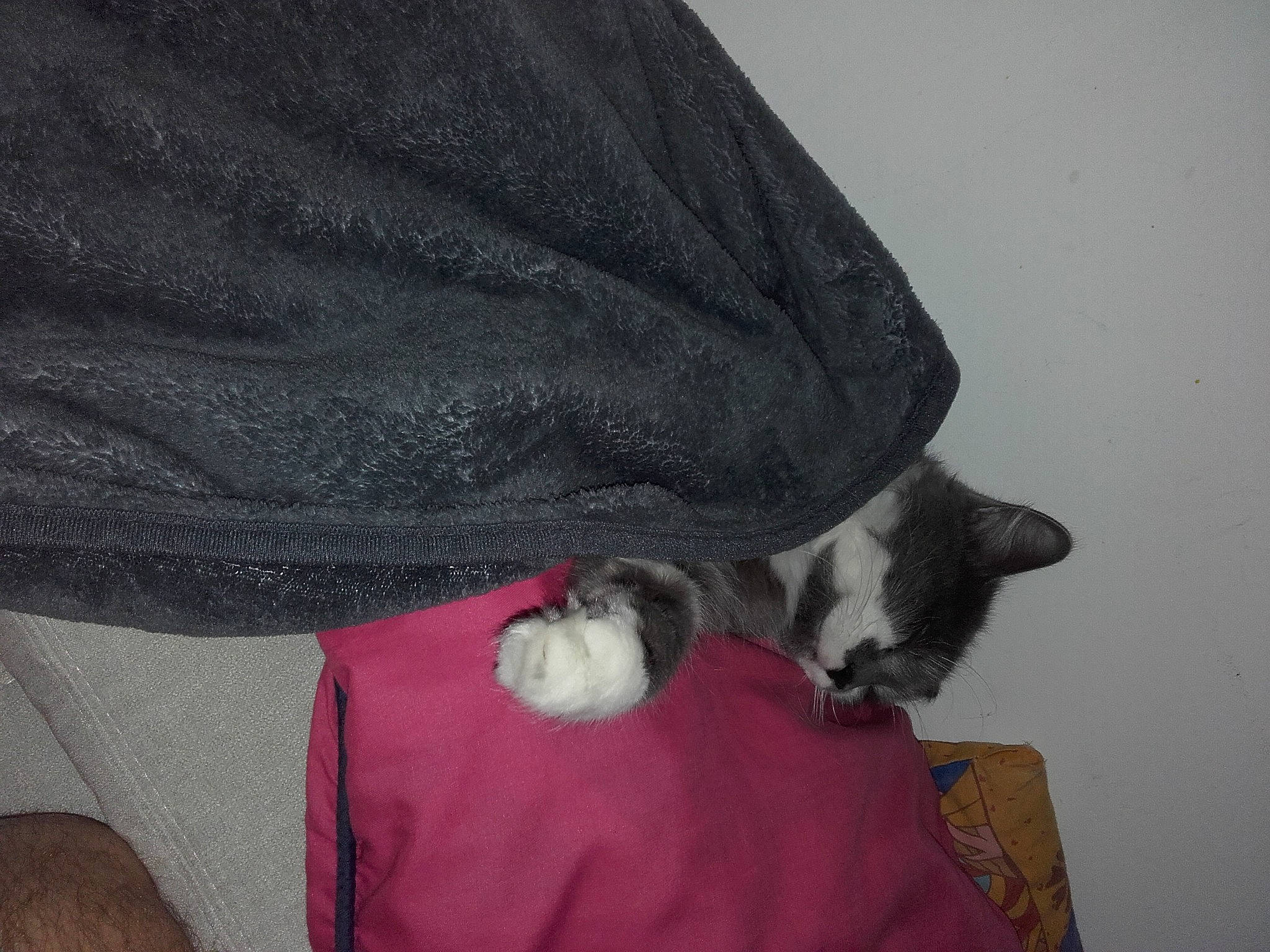 Maddy participe au concours pour gagner de l'argent avec cette photo : black_cat, canidae, carnivore, cat, comfort, companion_dog, dog_breed, domestic_short_haired_cat, felidae, fur, grey, nap, paw, sleeve, small_to_medium_sized_cats, sporting_group, tail, whiskers