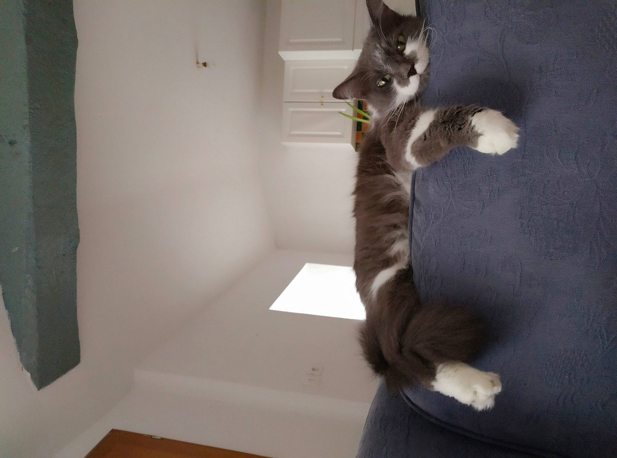 Maddy a rejoint le concours — aidez-le/la à gagner de superbes lots ! carnivore, cat, ceiling, comfort, domestic_short_haired_cat, felidae, floor, flooring, fur, hardwood, paw, plaster, room, small_to_medium_sized_cats, stairs, tail, whiskers, wood