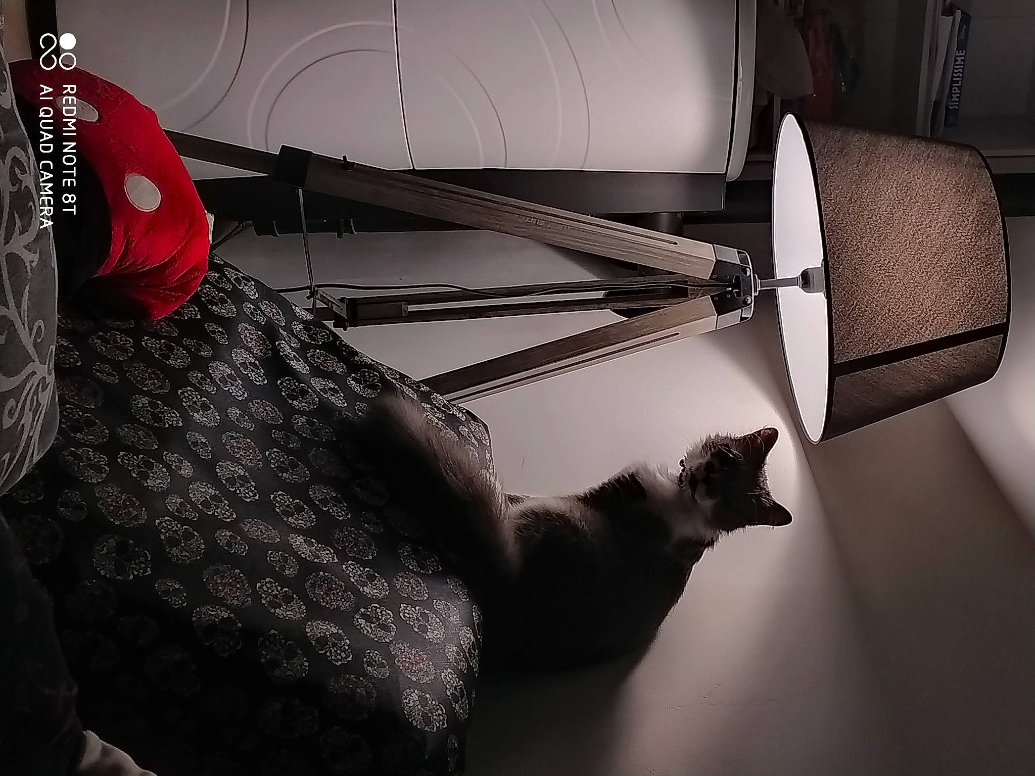 Maddy participe au concours pour gagner de l'argent avec cette photo : automotive_design, black_and_white, carnivore, cat, comfort, elbow, felidae, flash_photography, grey, hat, monochrome, monochrome_photography, room, small_to_medium_sized_cats, snout, stairs, style, tail, tints_and_shades, whiskers