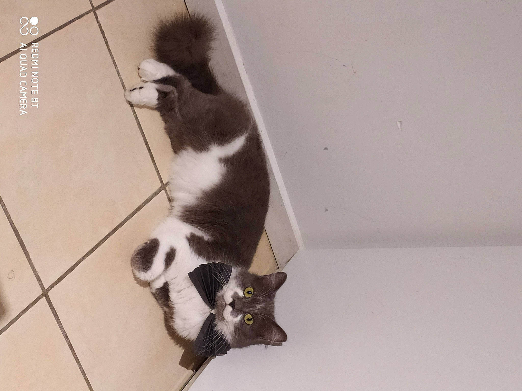 Maddy participe au concours pour gagner de l'argent avec cette photo : canidae, carnivore, cat, claw, dog_breed, domestic_short_haired_cat, felidae, floor, flooring, fur, hardwood, leg, paw, shadow, small_to_medium_sized_cats, snout, tail, terrestrial_animal, whiskers, wood