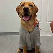 Bruna joined the competition — help win amazing prizes! dog, golden_retriever, sweater, gray_floor, door, leash, collar, indoor, pet, animal, cute, happy, tongue_out, sitting, canine, paw, fur, muzzle, ears, pet_accessory