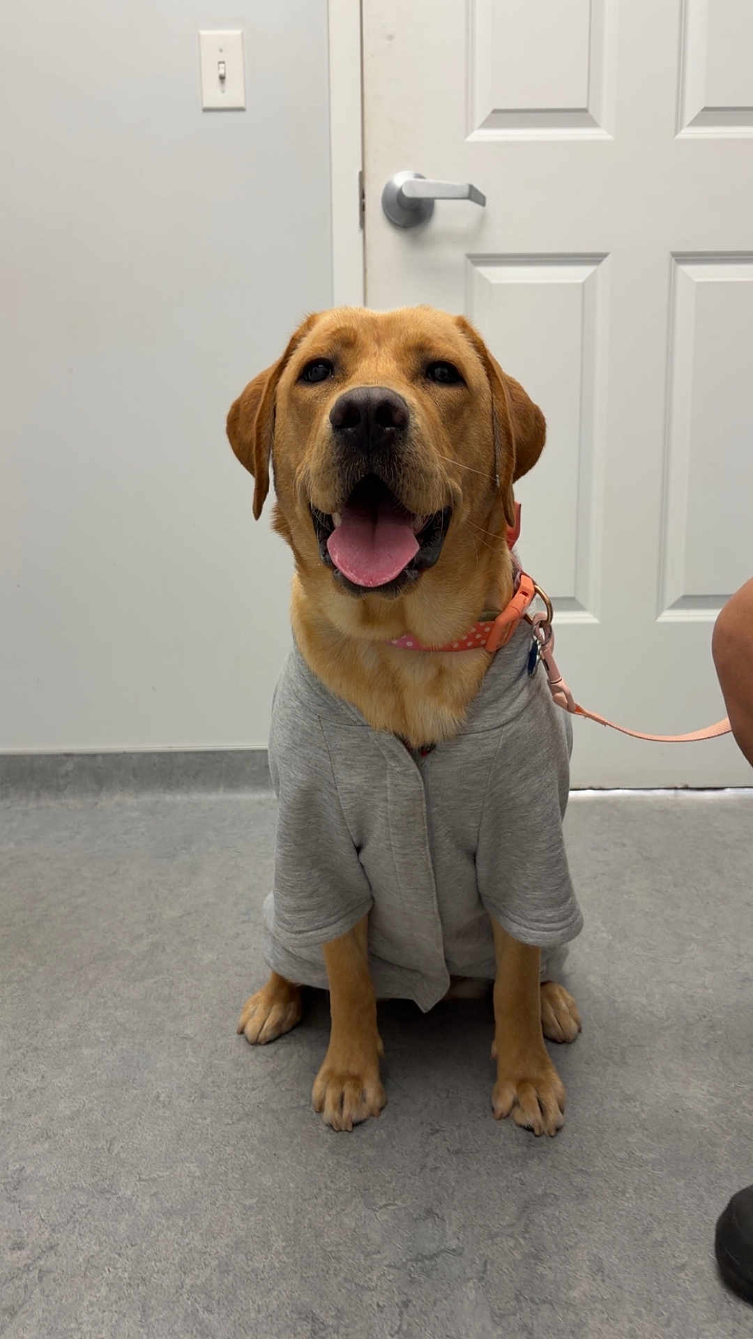 Bruna joined the competition — help win amazing prizes! dog, golden_retriever, sweater, gray_floor, door, leash, collar, indoor, pet, animal, cute, happy, tongue_out, sitting, canine, paw, fur, muzzle, ears, pet_accessory
