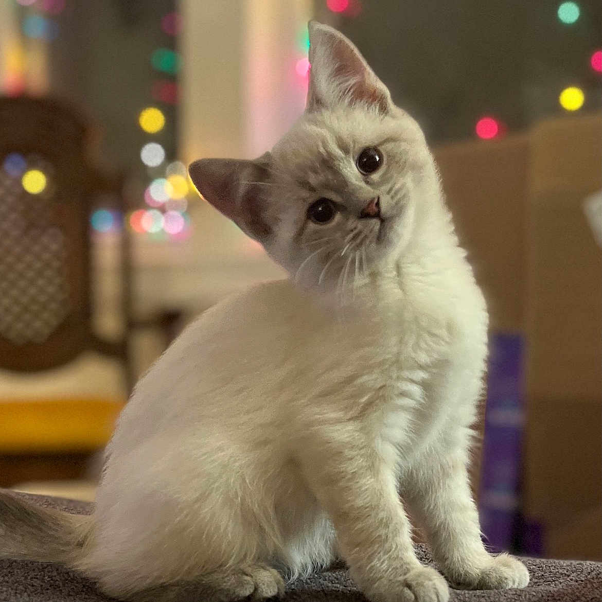 Snow is registered to the contest to win money with this photo: abyssinian, angora, animal, cat, kitten, lighting, manx, pet, siamese