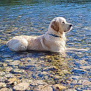 Vaïko participe au concours pour gagner de l'argent avec cette photo : dog, golden_retriever, water, river, rocks, outdoor, nature, sunlight, animal, pet, canine, calm, peaceful, wet, collar, summer, reflection, side_view, daytime, landscape
