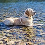 dog, golden_retriever, water, river, rocks, outdoor, nature, sunlight, animal, pet, canine, calm, peaceful, wet, collar, summer, reflection, side_view, daytime, landscape