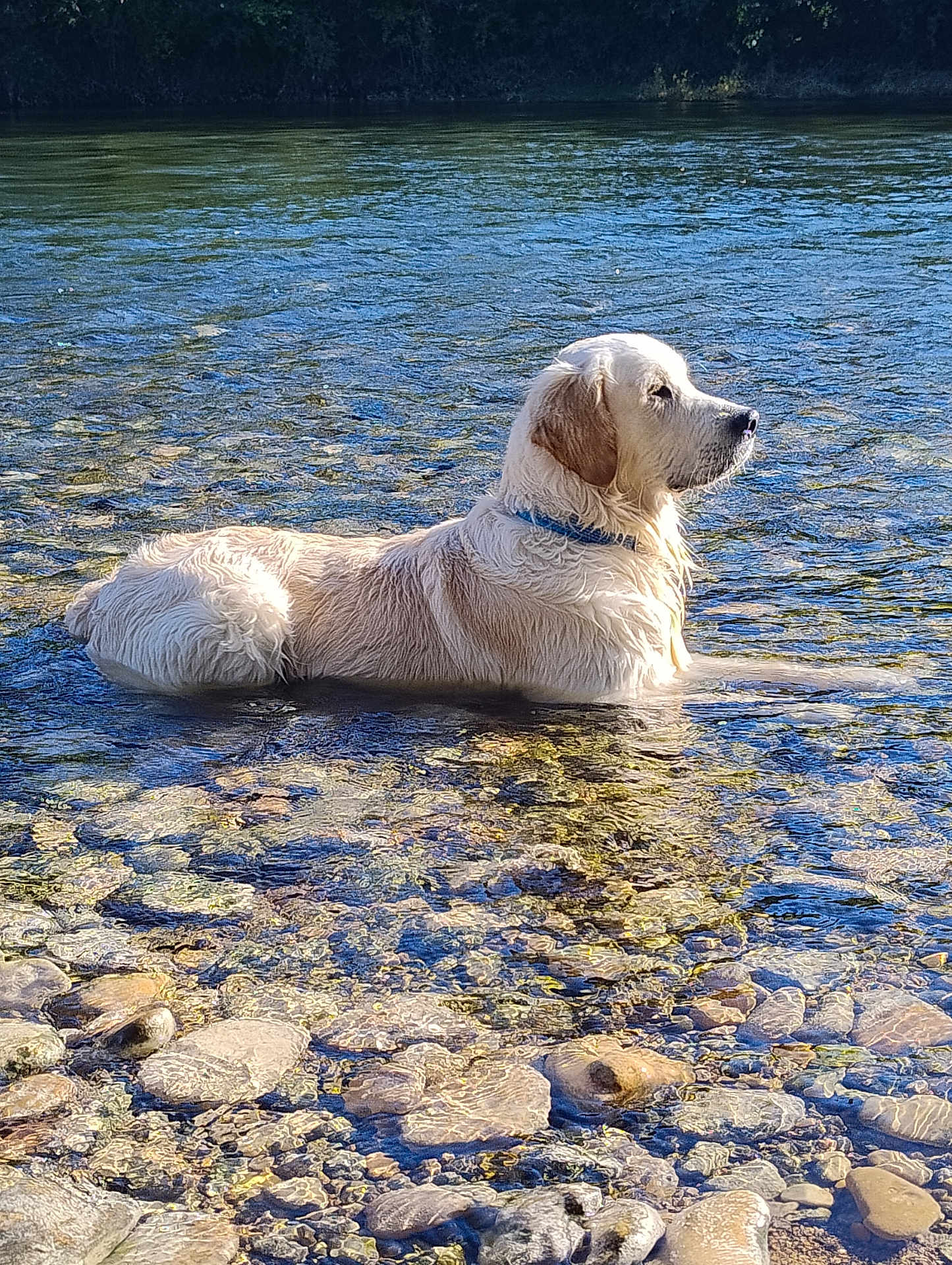 Vaïko participe au concours pour gagner de l'argent avec cette photo : dog, golden_retriever, water, river, rocks, outdoor, nature, sunlight, animal, pet, canine, calm, peaceful, wet, collar, summer, reflection, side_view, daytime, landscape