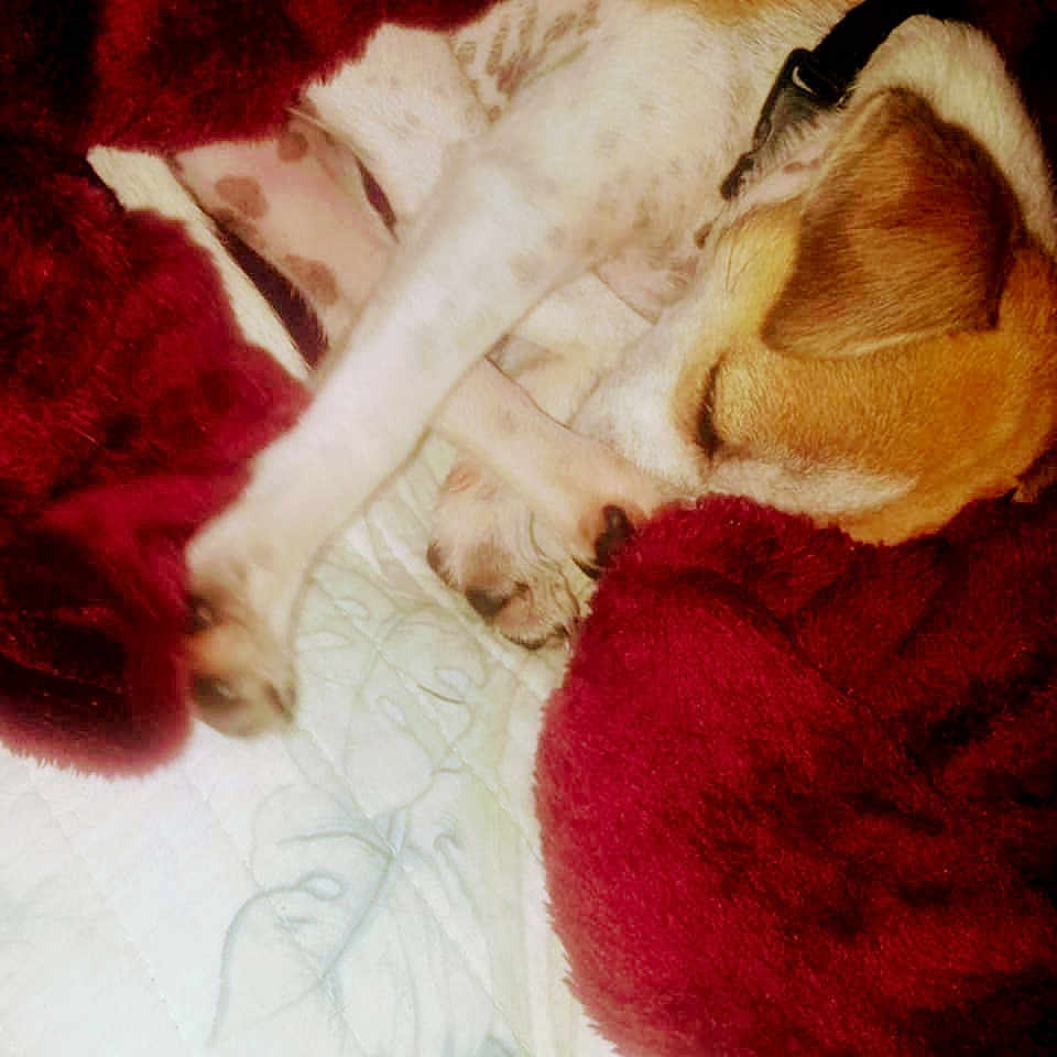 Shippo is registered to the contest to win money with this photo: animal, beagle, bed, blanket, boxer, bulldog, canine, dog, furniture, homedecor, hound, laundry, linen, person, pet, puppy, quilt, sleeping, towel, velvet