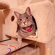Joy joined the competition — help win amazing prizes! animal, carpeted, cat, cat_condo, cozy, cute, ears, eyes, feline, fur, home, indoor, lounging, paw, pet, pink_tag, playful, relaxed, tabby_cat, whiskers