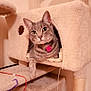 animal, carpeted, cat, cat_condo, cozy, cute, ears, eyes, feline, fur, home, indoor, lounging, paw, pet, pink_tag, playful, relaxed, tabby_cat, whiskers