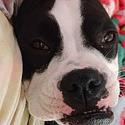 Dazzle is registered to the contest to win money with this photo: bedding, black_and_white, blanket, canine, close_up, cozy, dog, eyes, face, fur, indoor, muzzle, nose, nostrils, pet, portrait, sleepy, snout, teeth, whiskers