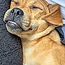 Hailey Lynne joined the competition — help win amazing prizes! dog, sleeping, close_up, relaxed, brown_fur, pet, snout, teeth, ear, whiskers, texture, fabric, resting, cute, animal, cozy, indoor, portrait, muzzle, fur