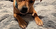 Hailey Lynne joined the competition — help win amazing prizes! dog, pet, brown_dog, collar, bed, blanket, fluffy, indoor, lamp, head_tilt, curious, animal, canine, fur, paw, resting, cozy, bedroom, soft, cute