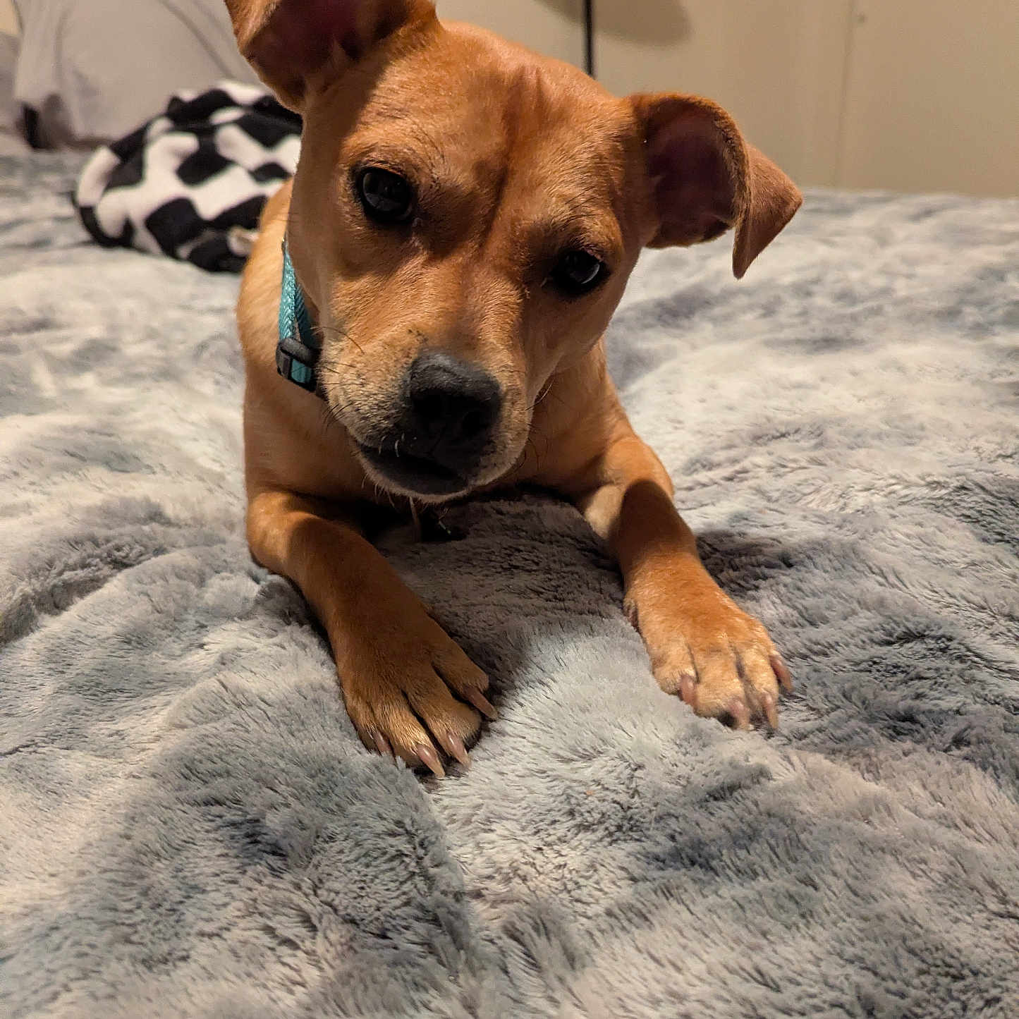 Hailey Lynne joined the competition — help win amazing prizes! dog, pet, brown_dog, collar, bed, blanket, fluffy, indoor, lamp, head_tilt, curious, animal, canine, fur, paw, resting, cozy, bedroom, soft, cute