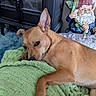 dog, brown_dog, blanket, green_blanket, indoor, furniture, cabinet, gnome, garden_gnome, flower, sunflower, pet, relaxed, lying_down, ear_up, sideways_glance, cozy, decor, home, cute