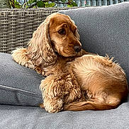 Teddy participe au concours pour gagner de l'argent avec cette photo : dog, cocker_spaniel, couch, gray_couch, wicker, leaves, plant, indoor, pet, fur, relaxed, seated, side_view, calm, cozy, furniture, domestic_animal, portrait, animal, companion