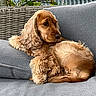 dog, cocker_spaniel, couch, gray_couch, wicker, leaves, plant, indoor, pet, fur, relaxed, seated, side_view, calm, cozy, furniture, domestic_animal, portrait, animal, companion