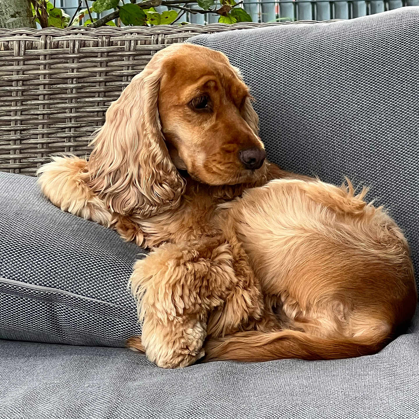 Teddy participe au concours pour gagner de l'argent avec cette photo : dog, cocker_spaniel, couch, gray_couch, wicker, leaves, plant, indoor, pet, fur, relaxed, seated, side_view, calm, cozy, furniture, domestic_animal, portrait, animal, companion