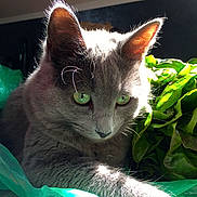 Izzy a rejoint le concours — aidez-le/la à gagner de superbes lots ! cat, gray_cat, green_eyes, leafy_greens, vegetables, sunlight, indoor, pet, animal, fur, whiskers, close_up, relaxing, nature, fresh, domestic_cat, plant, green, cute, portrait