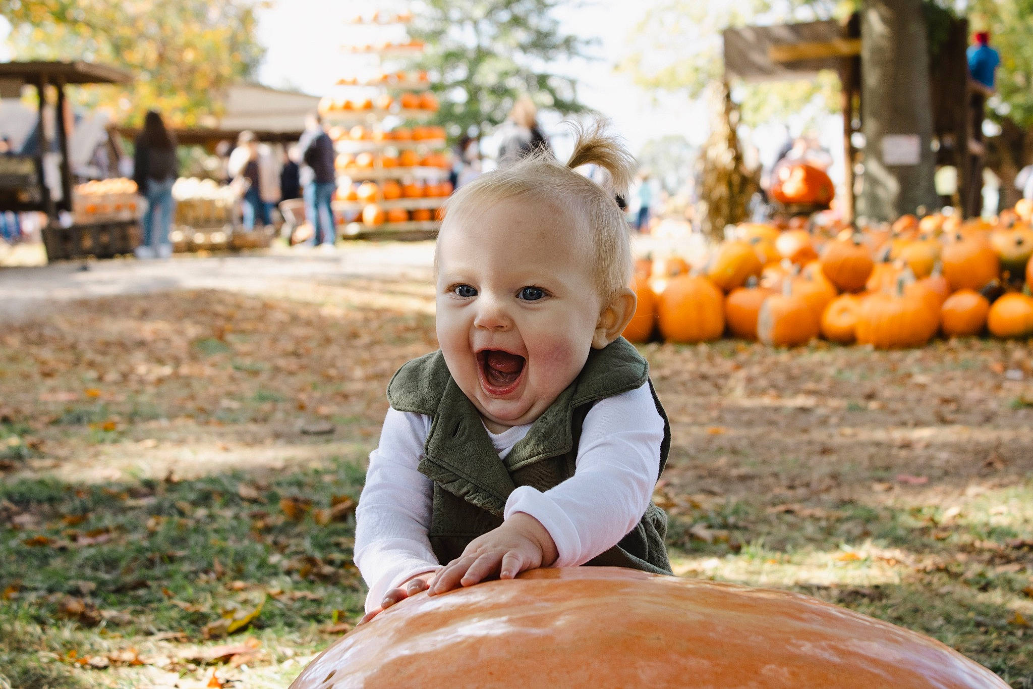 Evelynn Jean is registered to the contest to win money with this photo: botany, child, eye, face, facial_expression, grass, happy, leaf, leisure, orange, people_in_nature, person, photograph, plant, public_space, pumpkin, smile, toddler, tree, wood