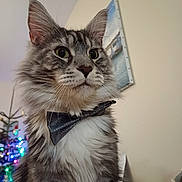 Twister a rejoint le concours — aidez-le/la à gagner de superbes lots ! cat, fluffy, bow_tie, indoor, portrait, animal, feline, whiskers, green_eyes, holiday_lights, decor, domestic_cat, close_up, pet, cute, tabby, soft_fur, christmas_tree, background, cozy