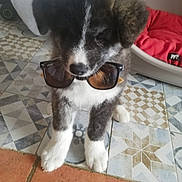 Togo a rejoint le concours — aidez-le/la à gagner de superbes lots ! puppy, dog, sunglasses, floor, tile_floor, patterned_floor, black_and_white, pet_bed, red_cushion, indoor, cute, fur, animal, pet, sitting, young_dog, adorable, accessory, household, cozy