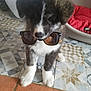 puppy, dog, sunglasses, floor, tile_floor, patterned_floor, black_and_white, pet_bed, red_cushion, indoor, cute, fur, animal, pet, sitting, young_dog, adorable, accessory, household, cozy