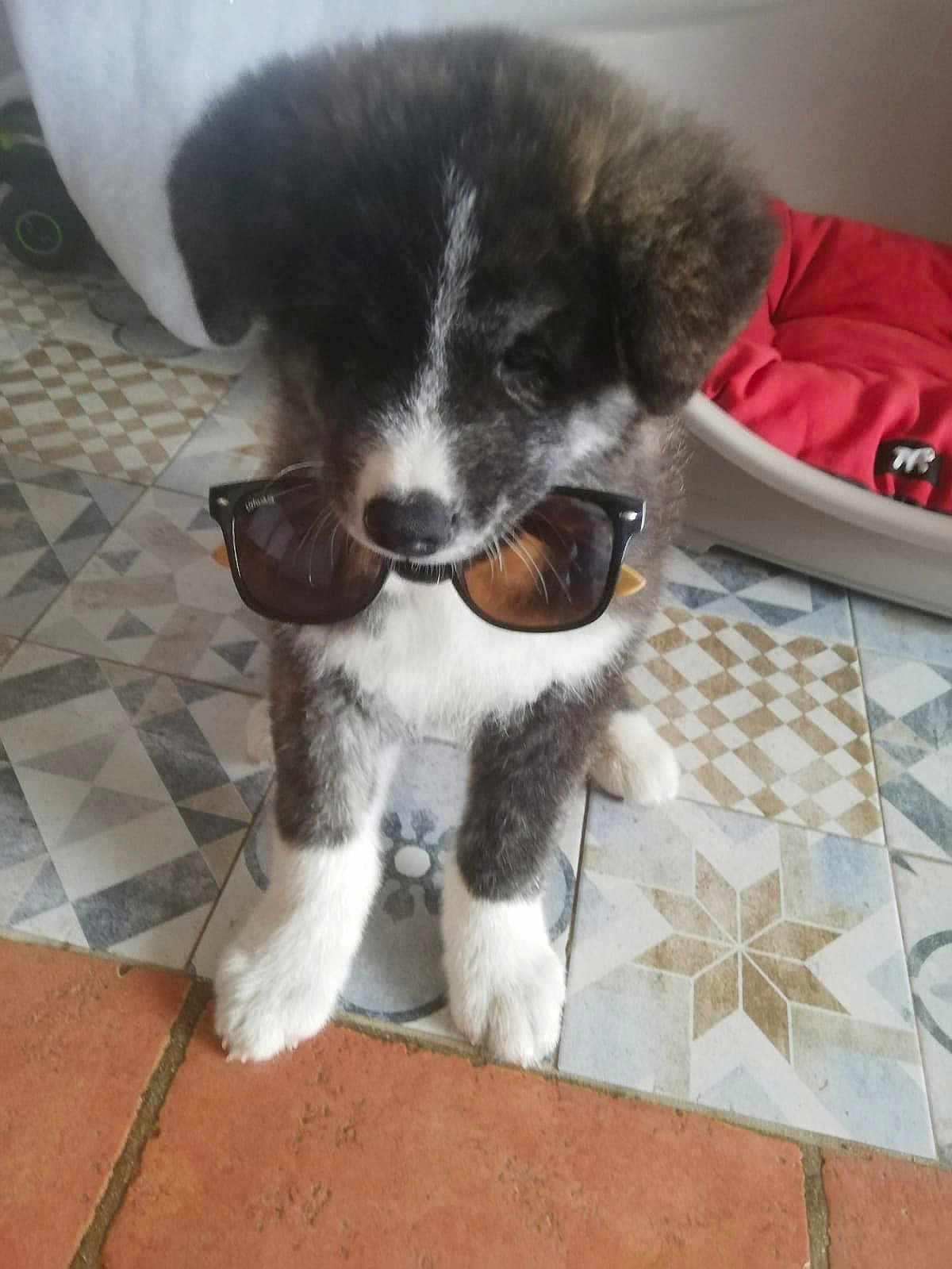 Togo a rejoint le concours — aidez-le/la à gagner de superbes lots ! puppy, dog, sunglasses, floor, tile_floor, patterned_floor, black_and_white, pet_bed, red_cushion, indoor, cute, fur, animal, pet, sitting, young_dog, adorable, accessory, household, cozy