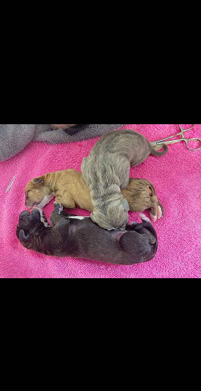 Izzy joined the competition — help win amazing prizes! canidae, carnivore, comfort, companion_dog, dog, dog_breed, dog_supply, fawn, felidae, fur, linens, liver, magenta, nap, paw, pet_supply, sporting_group, stuffed_toy, tail, toy