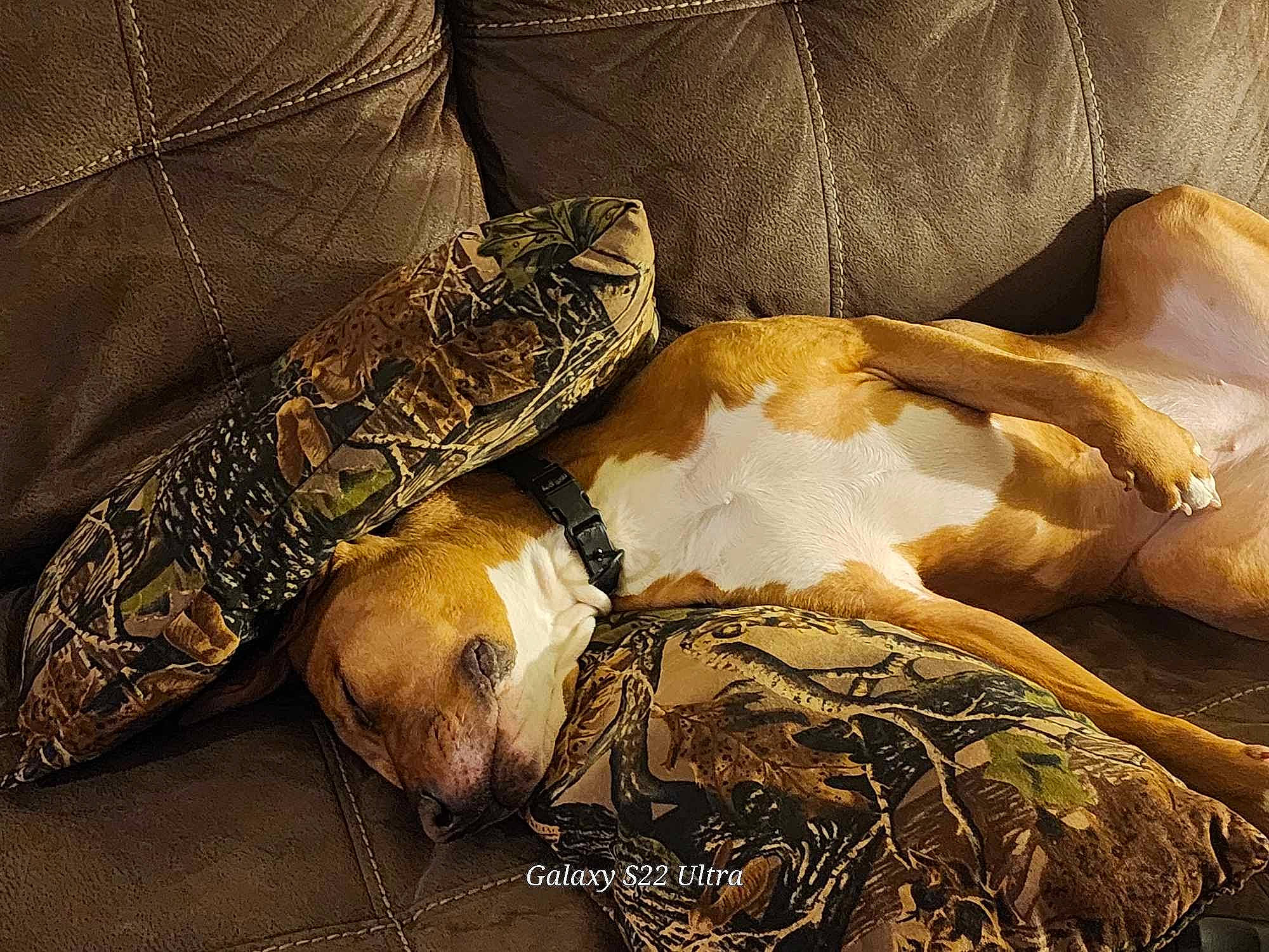 Izzy is registered to the contest to win money with this photo: art, bed_sheet, bedding, comfort, fashion_accessory, human_leg, linens, metal, nap, pattern, still_life, still_life_photography, textile, tints_and_shades, visual_arts, wood, wrist