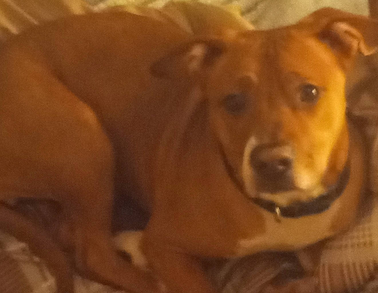 Izzy is registered to the contest to win money with this photo: canidae, carnivore, companion_dog, dog, dog_breed, dog_supply, ear, fawn, fur, hardwood, liver, non_sporting_group, pet_supply, snout, sporting_group, terrestrial_animal, whiskers, wood, working_animal