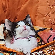 Stormie joined the competition — help win amazing prizes! cat, kitten, pet, animal, black_and_white, collar, bell, blanket, patterned, orange, cozy, cute, feline, indoor, resting, curious, young, fur, whiskers, ears