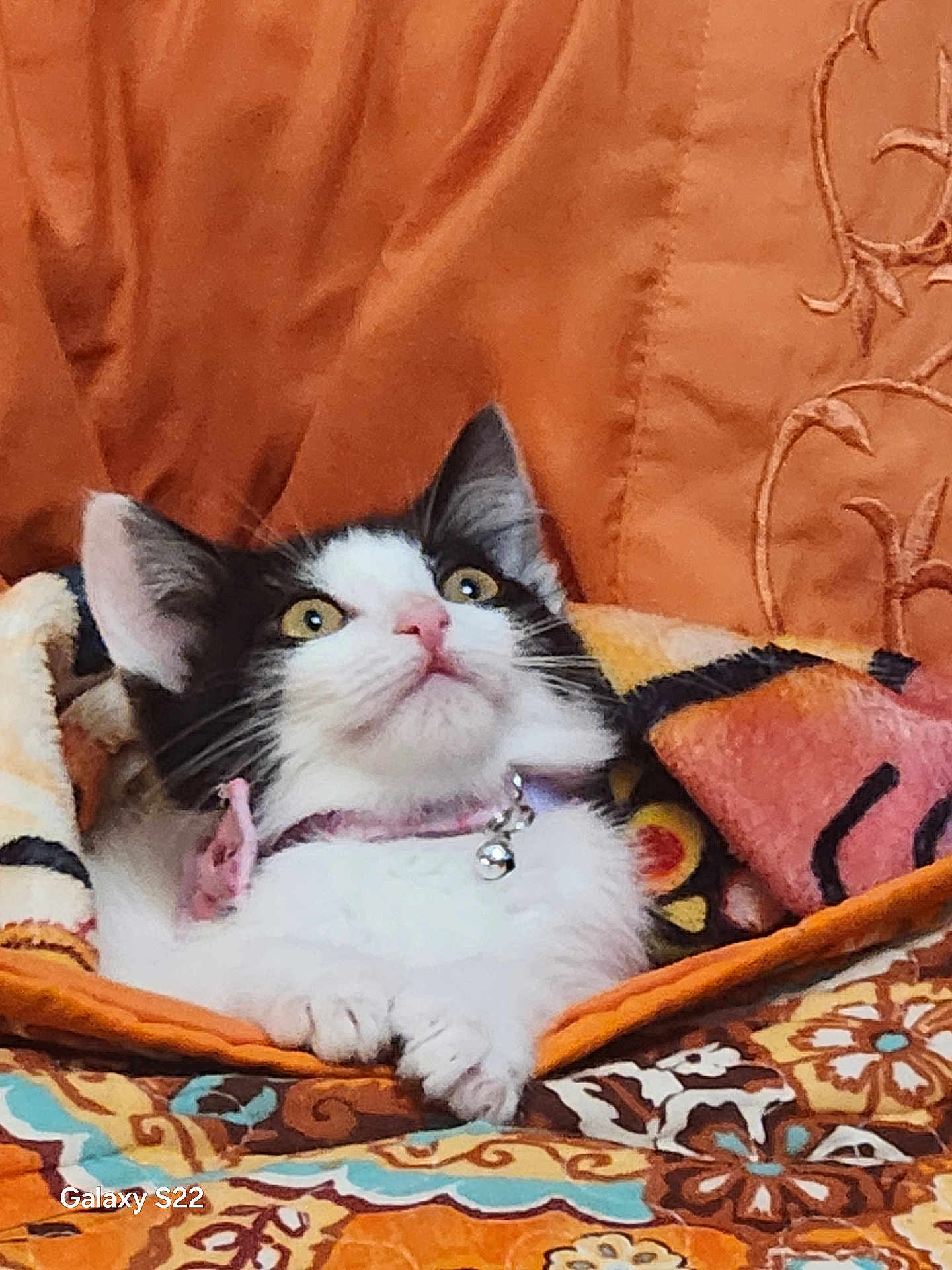 Stormie joined the competition — help win amazing prizes! cat, kitten, pet, animal, black_and_white, collar, bell, blanket, patterned, orange, cozy, cute, feline, indoor, resting, curious, young, fur, whiskers, ears
