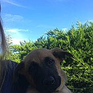 Pickles a rejoint le concours — aidez-le/la à gagner de superbes lots ! puppy, dog, animal, pet, outdoor, sky, greenery, bushes, person, hand, portrait, nature, cute, young, face, fur, ears, daylight, blue_sky, holding